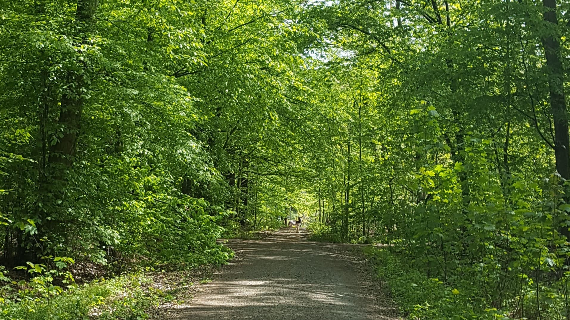 Outdoor-Workshop: Entdecke 7 Wege der Gehmeditation